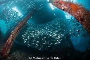 Under the Arborek jetty. by Mehmet Salih Bilal 